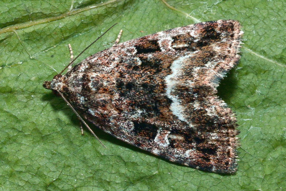 Eteroceri del mese di aprile, dal confino